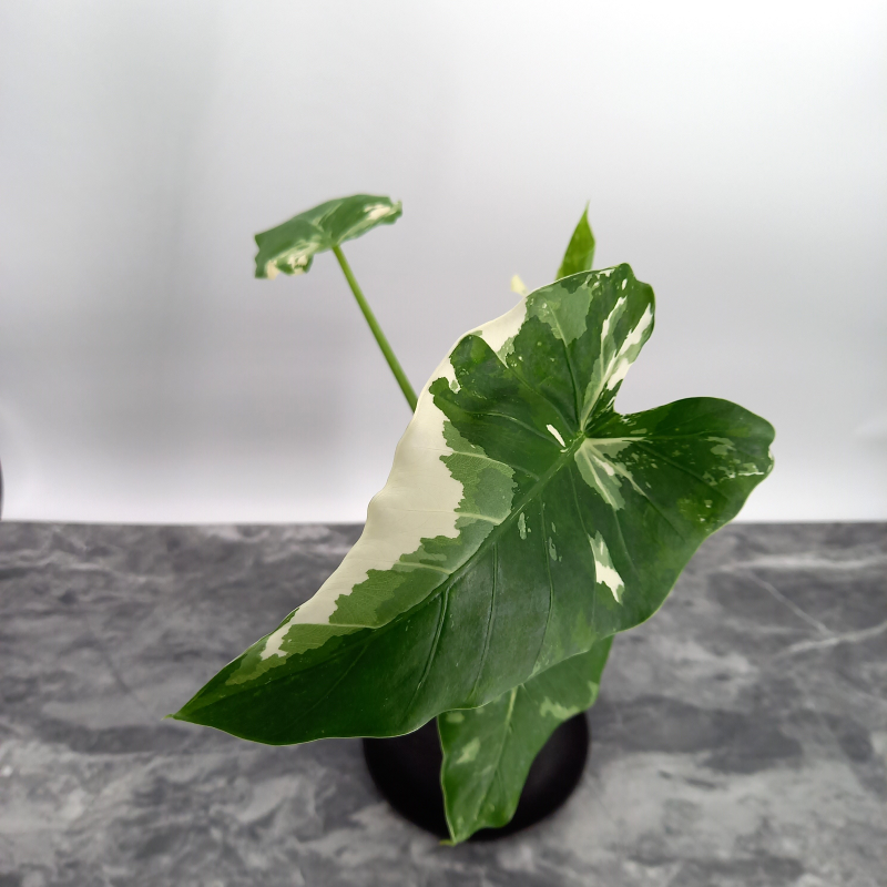 Alocasia Odora “Okinawa Silver” | Cozy & Comfy