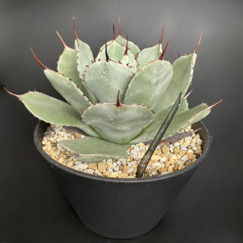 Agave Parryi var. Truncata (0601)