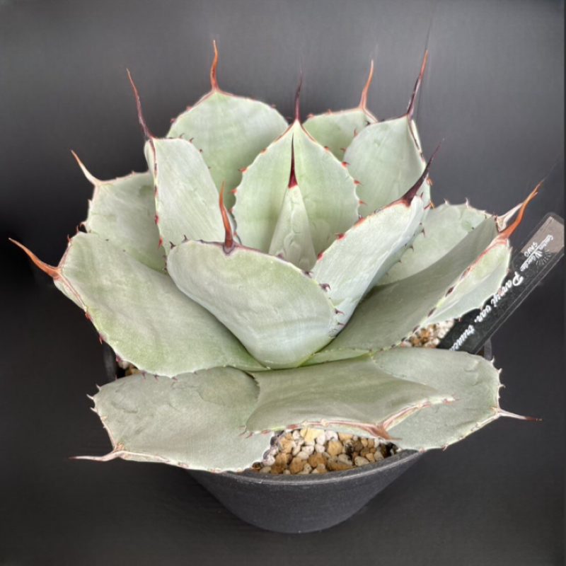 Agave Parryi var. Truncata (0603)