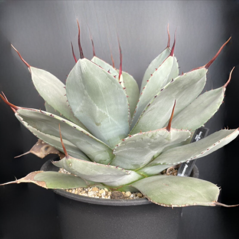 Agave Parryi var. Truncata (0702)