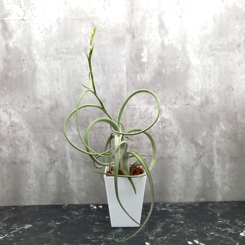 Tillandsia 