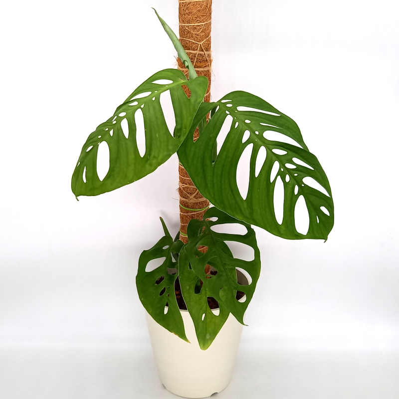 Monstera Esqueleto