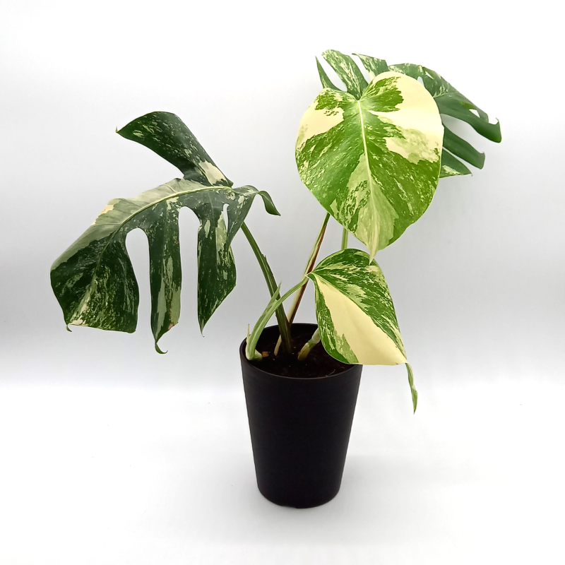 Monstera Borsigiana Albo Variegated