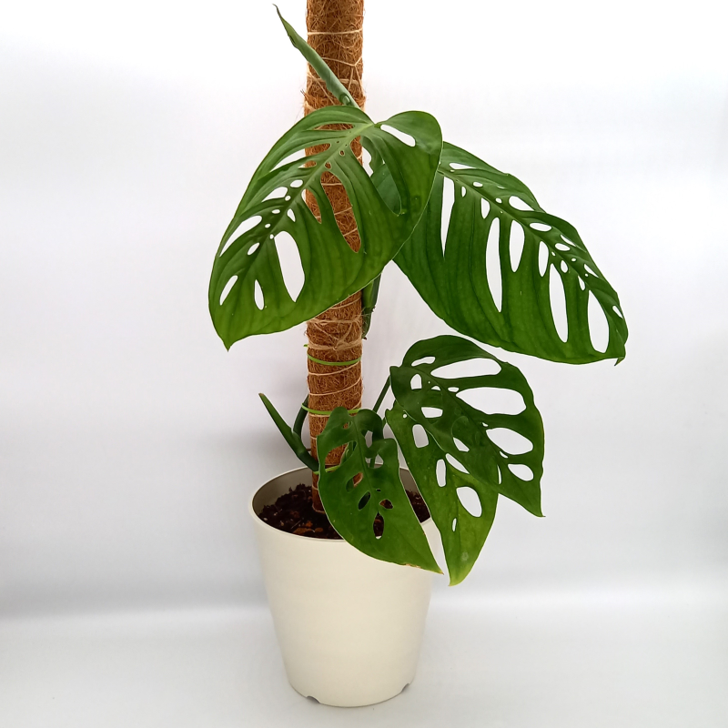 Monstera esqueleto モンステラエスケレート プラ鉢約13cm観葉植物