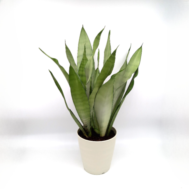 Sansevieria Moonshine / Large Size | Cozy & Comfy